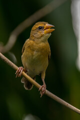 The streaked weaver (Ploceus manyar)