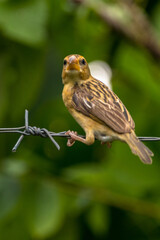 The streaked weaver (Ploceus manyar)