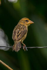 The streaked weaver (Ploceus manyar)