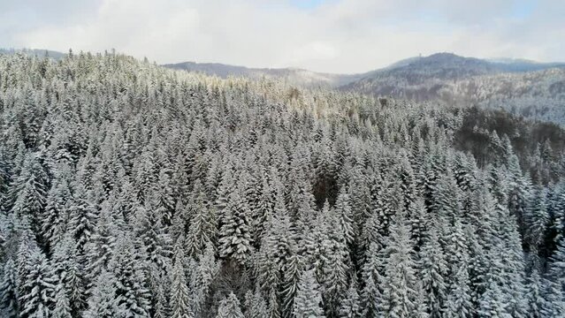 Wide Aerial Perspective for Panorama of snowy Pine Forest in Luban Mountain in Poland, Europe. Coniferous Woods with Frost and Landscape of cloudy Winter time. Travel concept. 4k zoom in drone shot