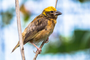 The streaked weaver (Ploceus manyar)