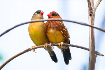 The red avadavat (Amandava amandava), red munia or strawberry finch