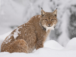 lynx in snow, looking at camera - 569294660
