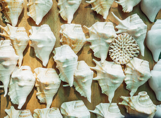 Background of large white seashells. Sale of seashells for tourists