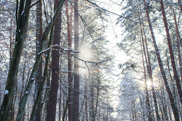 
Frosty day in the winter forest. There is snow and sun all around