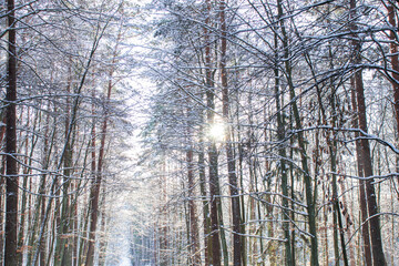 
Frosty day in the winter forest. There is snow and sun all around