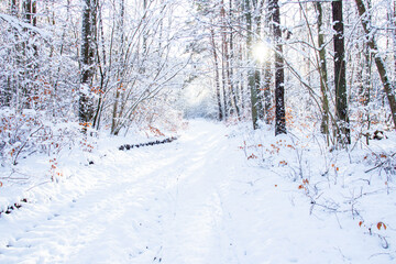 
Frosty day in the winter forest. There is snow and sun all around
