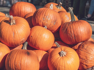 Many Juicy orange pumpkins on display at the market.
