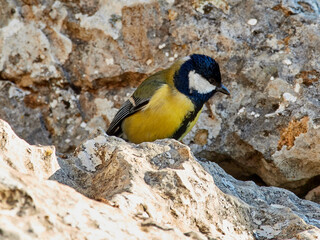 Great Tit bird. Parus major