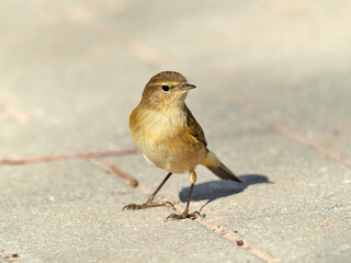 Common Chiffchaff bird.  Phylloscopus collybita