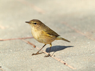 Common Chiffchaff bird.  Phylloscopus collybita