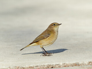Common Chiffchaff bird.  Phylloscopus collybita