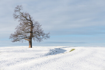 Tree in snow covered farmland, Scottish Borders