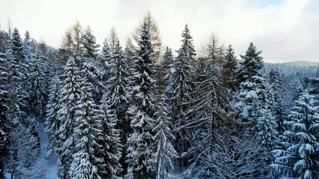 Aerial Drone Panorama of snowy winter pine forest in Luban peak in Poland, Europe. Coniferous Trees covered with Frost and mountains in background in cloudy freezing time. 4k pedestal shot