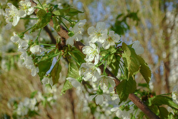 blossoming cherry tree in spring