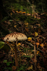 Exploring the beauty of the natural world