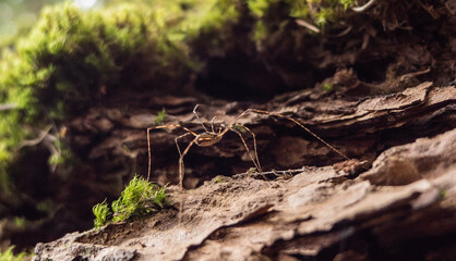 A Daddy Long Legs Spider (Harvestman) creeps along the forest floor of bark and moss in the sunlight