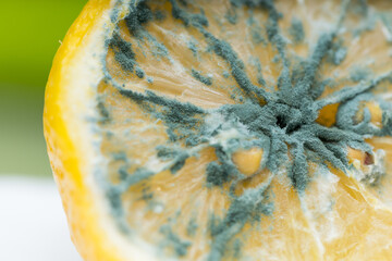 Macro close up of mildewed musty unfresh lemon cut in two parts with green mold 