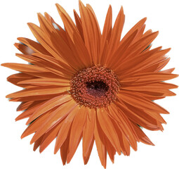 Close up of Orange Gerber Daisey.