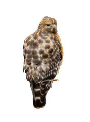 Hawk Standing looking back