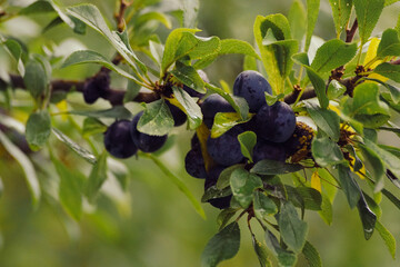 blueberries on a branch