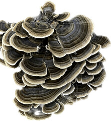 Turkey Tail Mushroom.