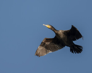 Obraz premium Great cormorant in flight blue sky