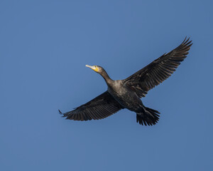 Great cormorant
