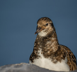 close up of a bird