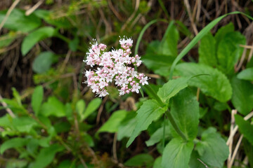 Berg-Baldrian, Valeriana montana, Blütenstand nah
