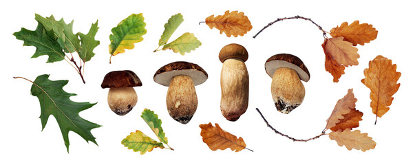 Boletus mushrooms with oak leaves set isolated. Cep, Porcini mushrooms, forest mushrooms. Oak...