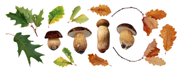 Boletus mushrooms with oak leaves set isolated. Cep, Porcini mushrooms, forest mushrooms. Oak leaves green, orange and yellow colors. PNG with transparent background. Flat lay. Clipping path