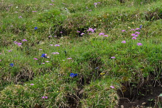 Bergwiese mit Mehlprimeln, Primula farinosa und Clusius-Enzian, Gentiana clusii