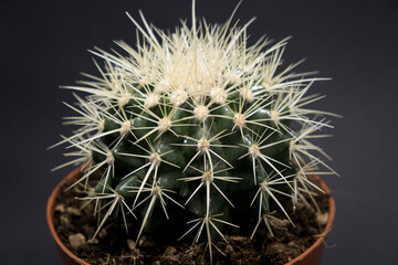 Beautiful soft cactus