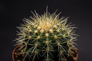 Beautiful soft cactus