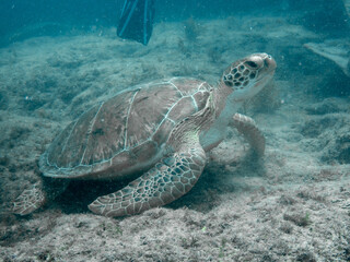 Fototapeta premium Green Turtle
