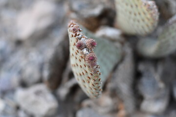 Tip of Cactus Pad in Arizona with Small Flower Buds 