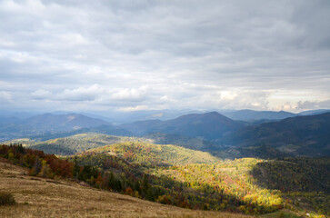 Obraz premium Beautiful view of mountain ridge and valley covered colorful autumn forest. Beauty of nature, tourism, traveling and environment preservation concept. Carpathians, Ukraine