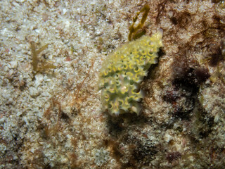 Lettuce Sea Slug