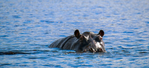 Hippo swimming on water surface