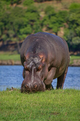 Hippo walking towards on grassy island
