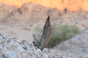 Dry Tree Stump on Rocky Ground in Arizona Desert 