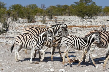 Fototapeta na wymiar Eine Herde Steppenzebras (Equus quagga) am Wasserloch Kalkheuwel im Etoscha Nationalpark in Namibia. 