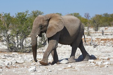 Obraz premium Afrikanischer Elefant (loxodonta africana) am Wasserloch Kalkheuwel im Etoscha Nationalpark in Namibia. 