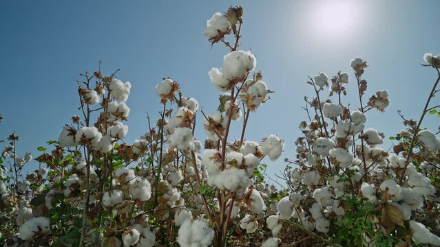 Cotton fields . A bush of high-quality cotton rotates 360 degrees against the background of bright sun and blue sky.