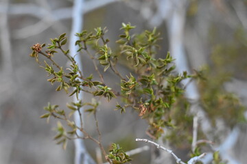 Creosote Bush Leaves Up Close in Arizona Desert