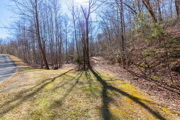 sunny wooded land