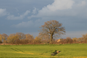 Field in rural landscape with farmhouse and rain clouds in spring.