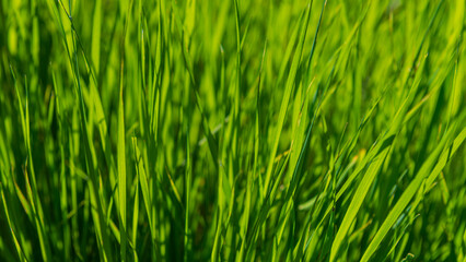 Fototapeta na wymiar Green grass in the morning.