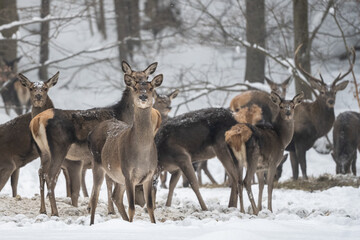 Herd of Red Deer grazing in the forest in winter. Bieszczady Mountains, Poland.